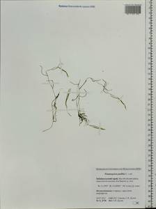 Рдест маленький L., Сибирь, Прибайкалье и Забайкалье (S4) (Россия)