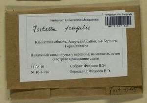 Tortella fragilis (Drumm.) Limpr., Гербарий мохообразных, Мхи - Чукотка и Камчатка (B21) (Россия)