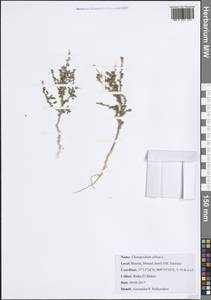 Марь белая L., Африка (AFR) (Тунис)