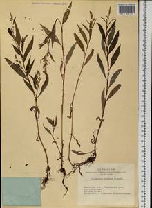 Горец развесистый, Горец щавелелистный (L.) Gray, Сибирь, Алтай и Саяны (S2) (Россия)