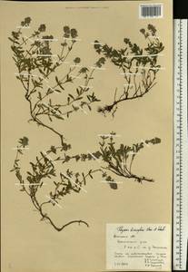 Thymus × dimorphus Klokov & Des.-Shost., Восточная Европа, Центральный лесостепной район (E6) (Россия)