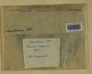 Hamatocaulis vernicosus (Mitt.) Hedenäs, Гербарий мохообразных, Мхи - Прибалтика (B1) (Литва)
