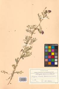 Астрагал даурский (Pall.) DC., Сибирь и Дальний Восток (без точных местонахождений) (S0) (Россия)