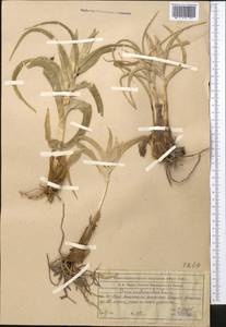 Ирис орхидный Carrière, Средняя Азия и Казахстан, Западный Тянь-Шань и Каратау (M3) (Казахстан)