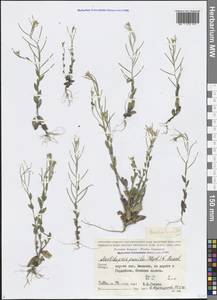 Резуха ушастая Lam., Кавказ, Грузия (K4) (Грузия)