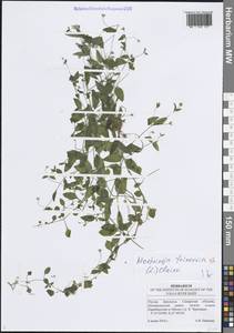 Мерингия трехжилковая (L.) Clairv., Восточная Европа, Средневолжский район (E8) (Россия)