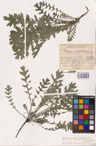 Мачок рогатый (L.) Rudolph, Восточная Европа, Средневолжский район (E8) (Россия)