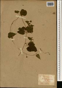 Humulus scandens (Lour.) Merr., Зарубежная Азия (ASIA) (Япония)