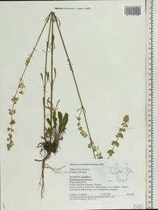 Смолевка днепровская (Gruner) Walters, Восточная Европа, Центральный район (E4) (Россия)