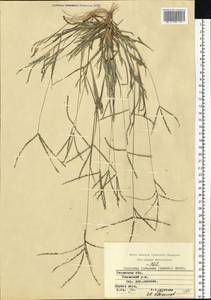 Росичка обыкновенная (Schreb.) Muhl., Восточная Европа, Центральный район (E4) (Россия)