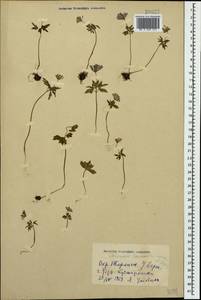 Ветреница кавказская Willd. ex Rupr., Кавказ, Грузия (K4) (Грузия)