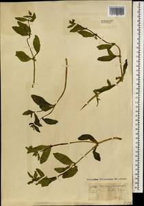 Острица лежачая, Острица простертая L., Монголия (MONG) (Монголия)