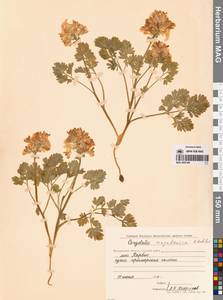 Хохлатка магаданская A.P.Khokhr., Сибирь, Чукотка и Камчатка (S7) (Россия)