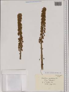 Umbilicus rupestris (Salisb.) Dandy, Западная Европа (EUR)