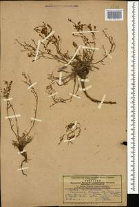 Щавель щавельковидный (Balansa) Den Nijs, Кавказ, Армения (K5) (Армения)