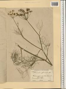 Anethum foeniculum L., Восточная Европа, Московская область и Москва (E4a) (Россия)