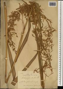 Cymbopogon nardus (L.) Rendle, Зарубежная Азия (ASIA) (Индонезия)