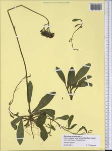 Pilosella aurantiaca subsp. aurantiaca, Америка (AMER) (США)