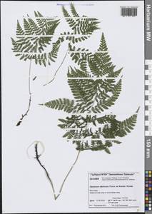 Диплазиум сибирский (Turcz. ex Kunze) Sa.Kurata, Сибирь, Центральная Сибирь (S3) (Россия)