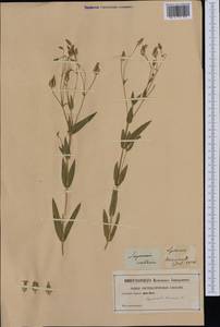 Gypsophila vaccaria (L.) Sm., Западная Европа (EUR)