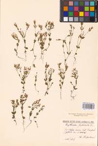 Золототысячник красивый (Sw.) Druce, Восточная Европа, Северо-Украинский район (E11) (Украина)