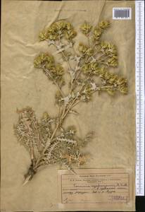 Кузиния сырдарьинская Kult., Средняя Азия и Казахстан, Сырдарьинские пустыни и Кызылкумы (M7) (Казахстан)