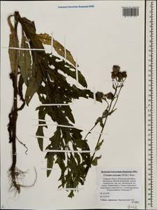 Cirsium arvense var. integrifolium Wimm. & Grab., Восточная Европа, Северо-Западный район (E2) (Россия)