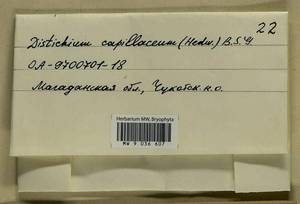 Distichium capillaceum (Hedw.) Bruch & Schimp., Гербарий мохообразных, Мхи - Чукотка и Камчатка (B21) (Россия)