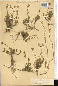 Rhammatophyllum fruticulosum (C.A. Mey.) Al-Shehbaz, Средняя Азия и Казахстан, Муюнкумы, Прибалхашье и Бетпак-Дала (M9) (Казахстан)