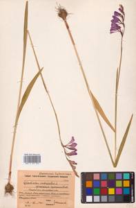 Шпажник черепитчатый L., Восточная Европа, Московская область и Москва (E4a) (Россия)
