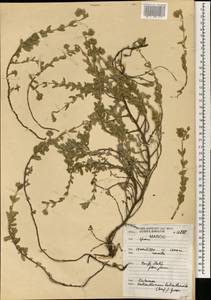 Helianthemum helianthemoides (Desf.) Grosser, Африка (AFR) (Марокко)