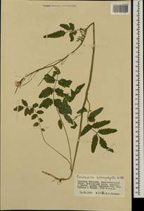 Сердечник крупнолистный Willd., Монголия (MONG) (Монголия)