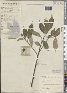 Artocarpus styracifolius Pierre, Зарубежная Азия (ASIA) (КНР)