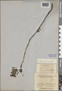 Смородина черная L., Восточная Европа, Северный район (E1) (Россия)