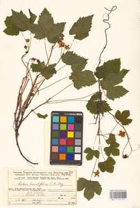 Костяника хмелелистная C.A.Mey., Восточная Европа, Северный район (E1) (Россия)