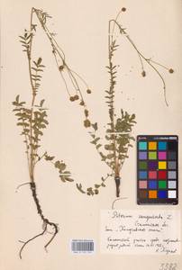 Poterium sanguisorba subsp. sanguisorba, Восточная Европа, Южно-Украинский район (E12) (Украина)