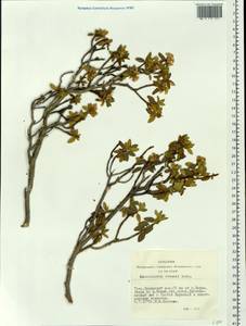 Рододендрон Адамса Rehder, Сибирь, Алтай и Саяны (S2) (Россия)