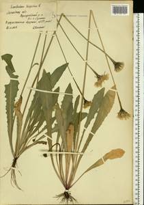 Кульбаба шершаволистная L., Восточная Европа, Московская область и Москва (E4a) (Россия)