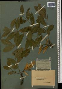 Ясень высокий, Ясень обыкновенный L., Кавказ, Азербайджан (K6) (Азербайджан)