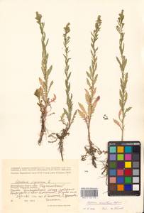 Клоповник густоцветковый Schrad., Восточная Европа, Нижневолжский район (E9) (Россия)