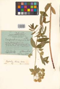 Молочай грузинский Boiss., Сибирь, Дальний Восток (S6) (Россия)