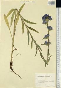 Колокольчик жестковолосистый L., Восточная Европа, Центральный район (E4) (Россия)