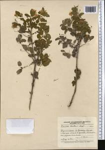 Жимолость Королькова Stapf, Средняя Азия и Казахстан, Памир и Памиро-Алай (M2) (Таджикистан)