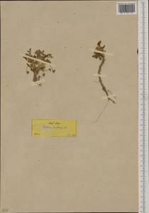 Trifolium uniflorum L., Западная Европа (EUR) (Греция)