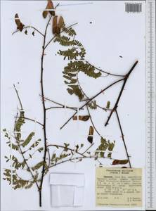 Pterolobium stellatum (Forssk.)Brenan, Африка (AFR) (Эфиопия)