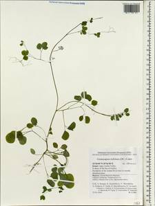 Ceratocapnos turbinata (DC.) Lidén, Зарубежная Азия (ASIA) (Израиль)