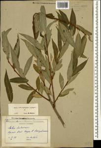 Salix × rubens Schrank, Кавказ, Грузия (K4) (Грузия)