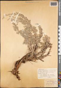 Artemisia glanduligera Krasch. ex Poljakov, Средняя Азия и Казахстан, Западный Тянь-Шань и Каратау (M3) (Таджикистан)