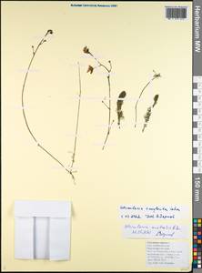 Utricularia ×australis R. Br., Кавказ, Черноморское побережье (от Новороссийска до Адлера) (K3) (Россия)