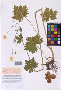 Ranunculus acris subsp. acris, Восточная Европа, Московская область и Москва (E4a) (Россия)